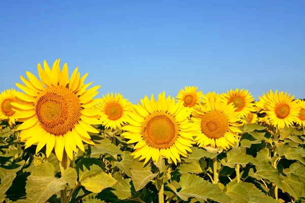 Een prachtig zonnebloemveld — Stockfoto