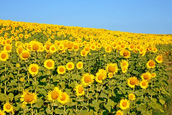 Een prachtig zonnebloemveld — Stockfoto