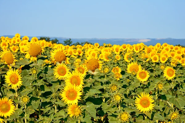 Een prachtig zonnebloemveld — Stockfoto