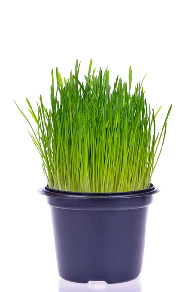 新鮮な緑の芝生の猫のための鍋 — ストック写真