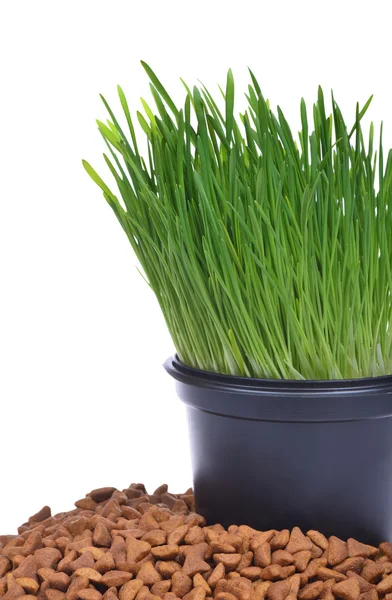 Kruka med färskt grönt gräs och torrfoder för katter — Stockfoto