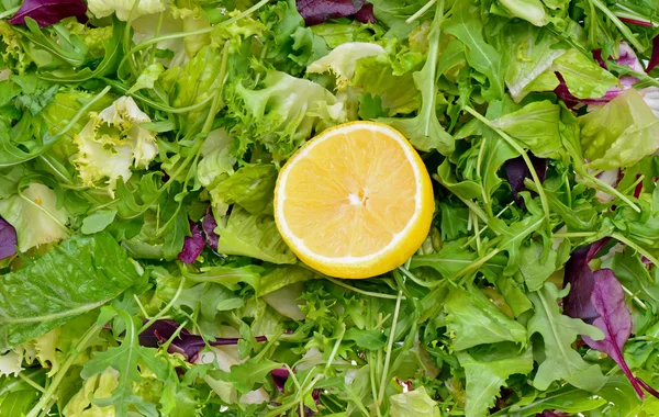 Mezcla de ensaladas con rúcula, frisee, radicchio y lechuga — Foto de Stock