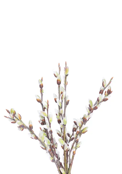 Pussy willow twigs isolated on white background — Stock Photo, Image