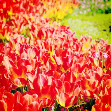 Beautiful tulips in a botanical garden clipart