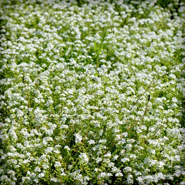 Bellissimo sfondo primavera da fiori — Foto Stock