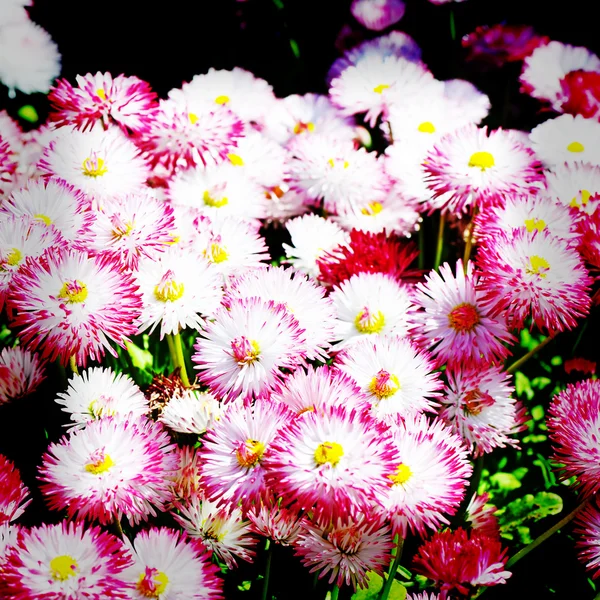 Schönen Frühling Hintergrund aus Blumen — Stockfoto