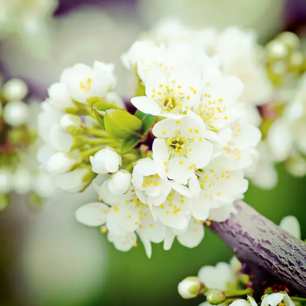 Gren av en blommande träd med en retro effekt — Stockfoto