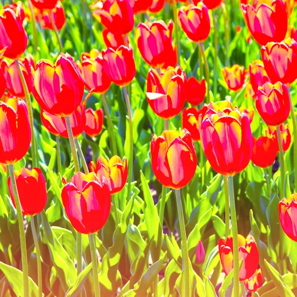 Rotes schönes Tulpenfeld im Frühling mit Retro-Effekt — Stockfoto