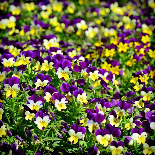 Bellissimo sfondo primavera da fiori con un effetto retrò — Foto Stock