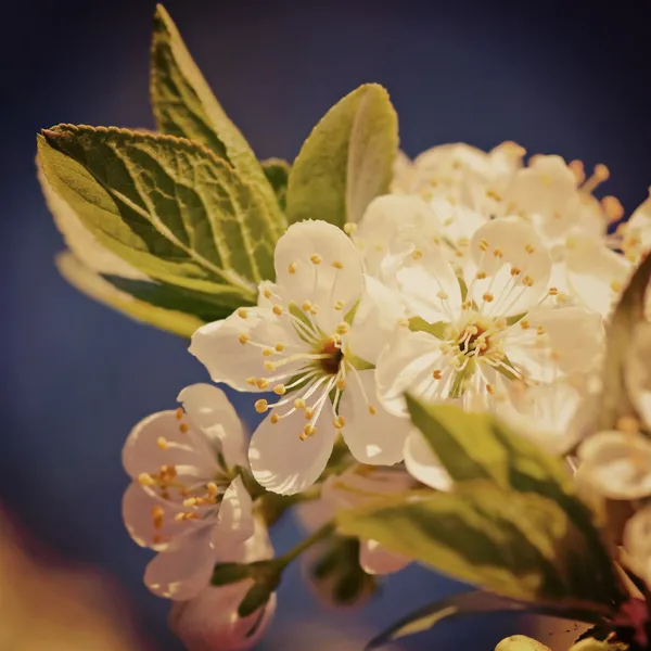 Gren av en blommande träd med en retro effekt — Stockfoto