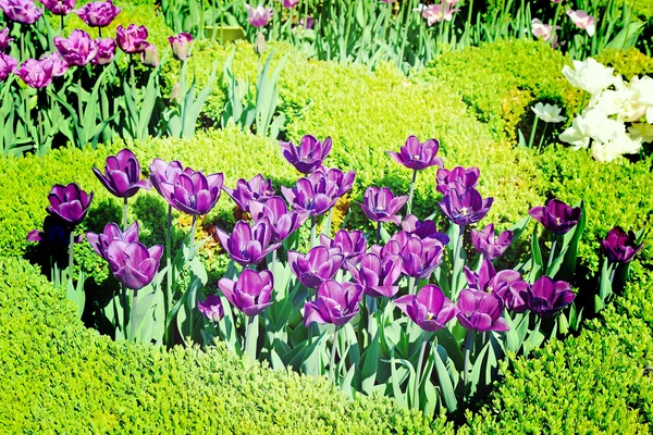 Bellissimi tulipani in un giardino botanico — Foto Stock