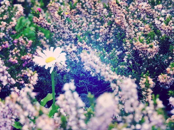 Retro blommor bakgrund — Stockfoto
