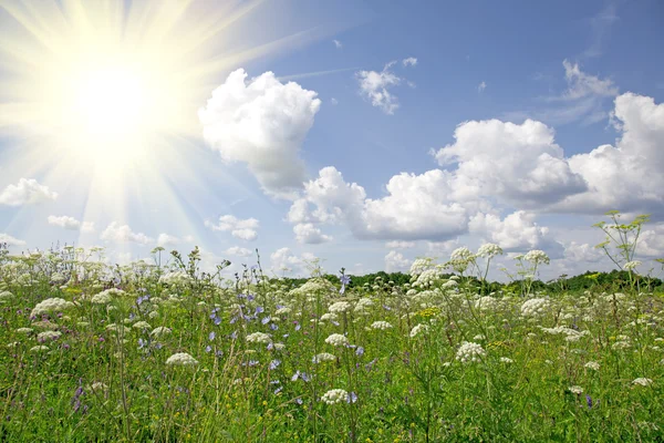 Pradera de flores silvestres y cielo azul —  Fotos de Stock