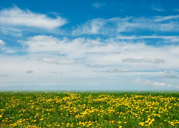 Campo di dente di leone e cielo blu come sfondo — Foto Stock