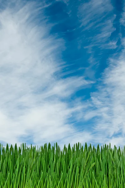 Grama verde e céu azul como pano de fundo — Fotografia de Stock