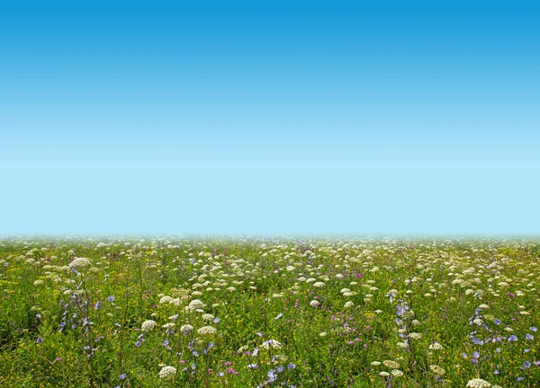 Prairie de fleurs sauvages et ciel bleu comme fond — Photo