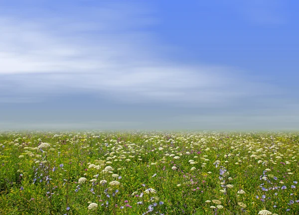 Prairie de fleurs sauvages et ciel bleu comme fond — Photo