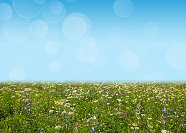 Луг полевых цветов и голубое небо в качестве фона — стоковое фото