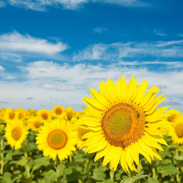 Zonnebloem veld onder de blauwe hemel — Stockfoto