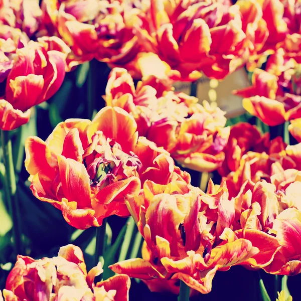 Piękne tulipany w ogrodzie botanicznym z efektem retro — Zdjęcie stockowe