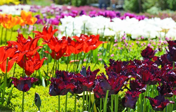 Beautiful tulips in a botanical garden — Stock Photo, Image