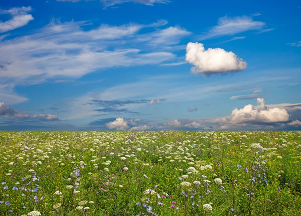 Prato di fiori selvatici e cielo blu come sfondo — Foto Stock