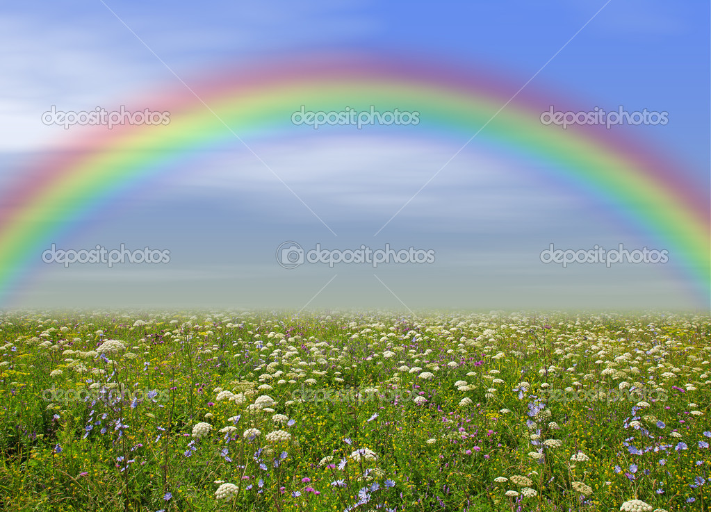 prato di fiori selvatici, cielo blu e arcobaleno come sfondo — Foto ... prato di fiori selvatici, cielo blu e arcobaleno come sfondo — Foto ...