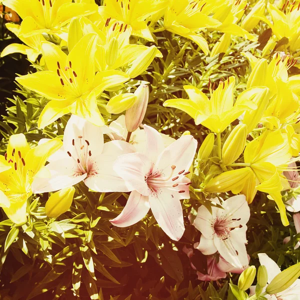 Campo de lirio amarillo y blanco — Foto de Stock