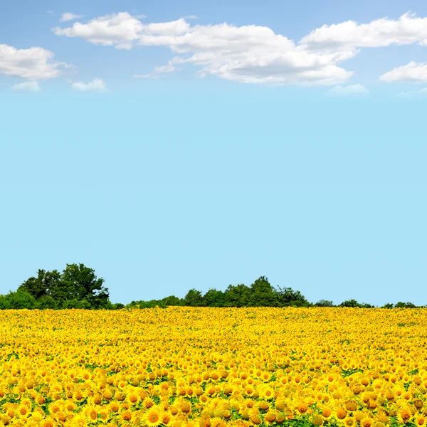 Field of sunflowers — Stock Photo, Image