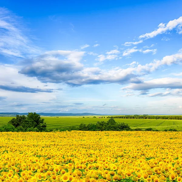 Gebied van zonnebloemen — Stockfoto