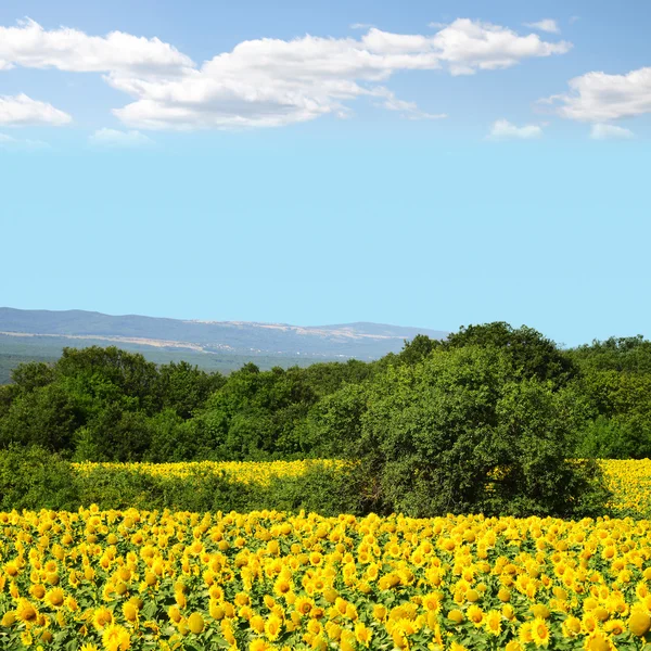 Gebied van zonnebloemen — Stockfoto