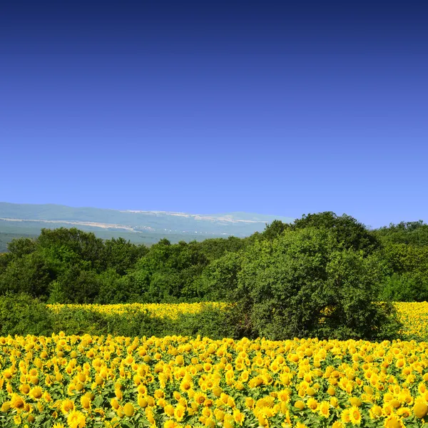 Gebied van zonnebloemen — Stockfoto