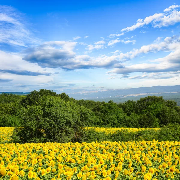 Gebied van zonnebloemen — Stockfoto