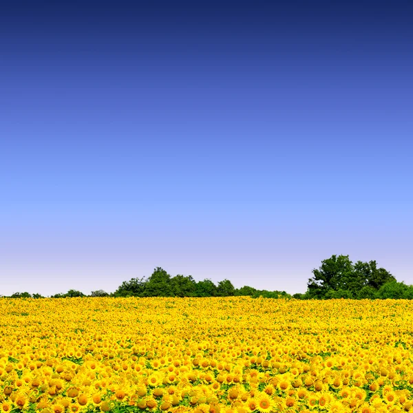 Campo de girassóis — Fotografia de Stock