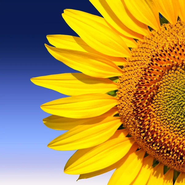 Sunflower isolated on blue background — Stock Photo, Image