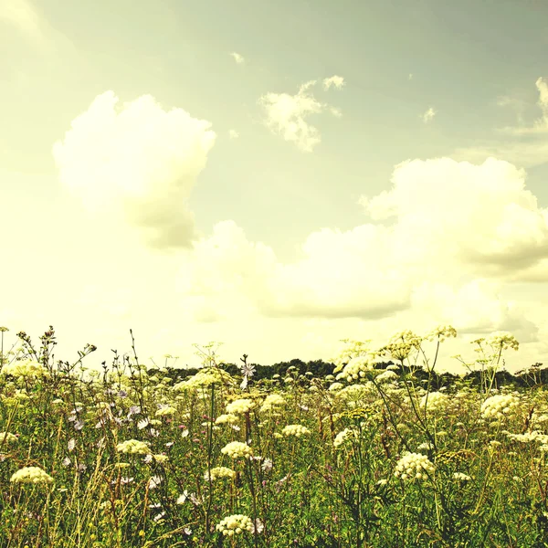 Prado de flores silvestres e céu azul, estilo retro vintage — Fotografia de Stock