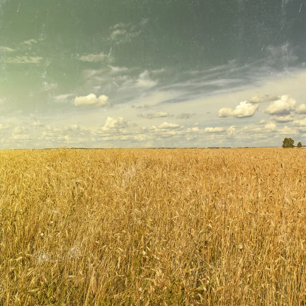 De maïs wordt steeds rijp in het veld — Stockfoto