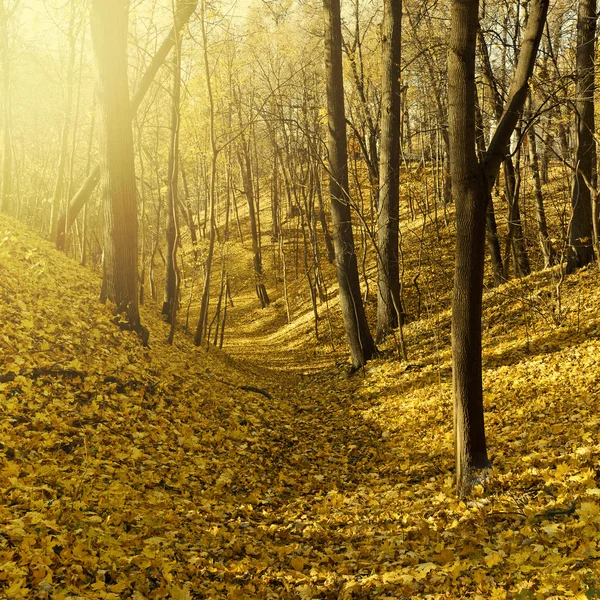 秋天的风景 — 图库照片