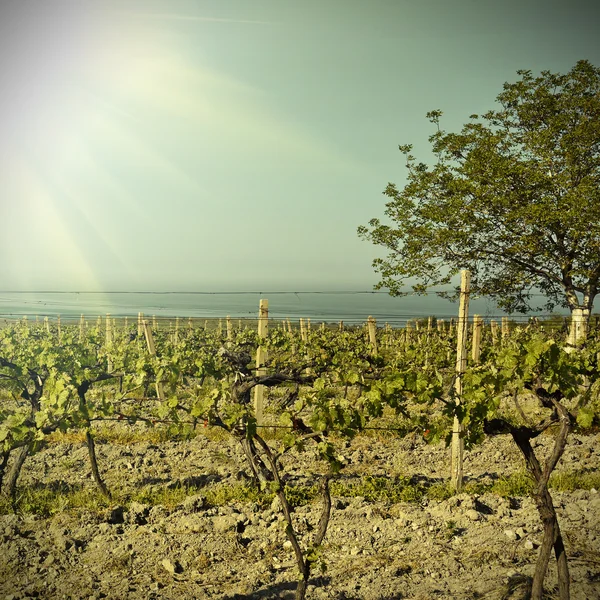 Uma vinha de vinho em França — Fotografia de Stock