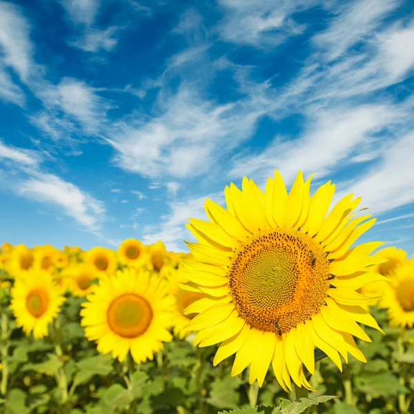 Solros fält under blå himmel — Stockfoto