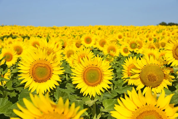 Zonnebloem veld onder de blauwe hemel — Stockfoto