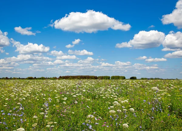 Prato di fiori selvatici e cielo blu come sfondo — Foto Stock