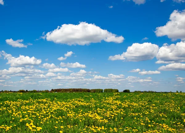 Pradera de flores silvestres y cielo azul como fondo —  Fotos de Stock