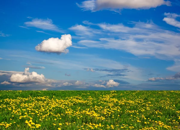 Pradera de flores silvestres y cielo azul como fondo —  Fotos de Stock