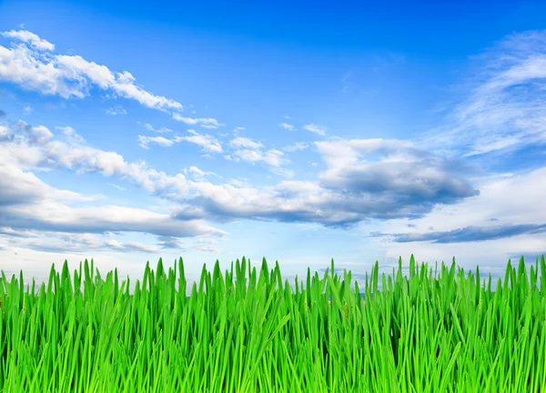 Panorama de um prado com uma grama verde e o céu azul — Fotografia de Stock