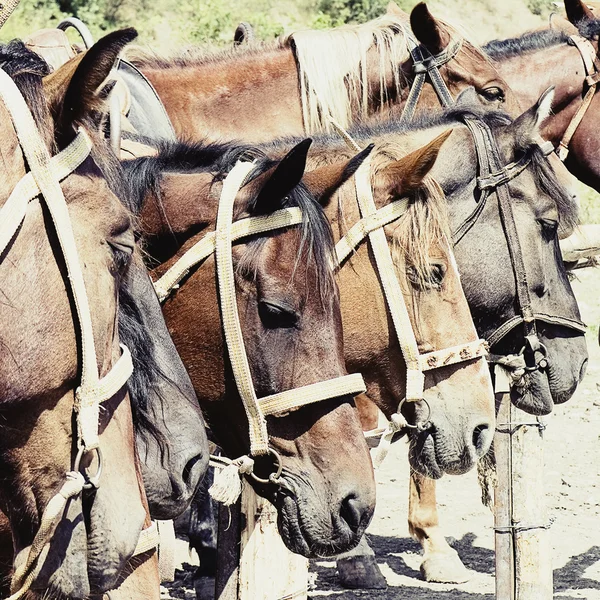 Hästar i stallet — Stockfoto