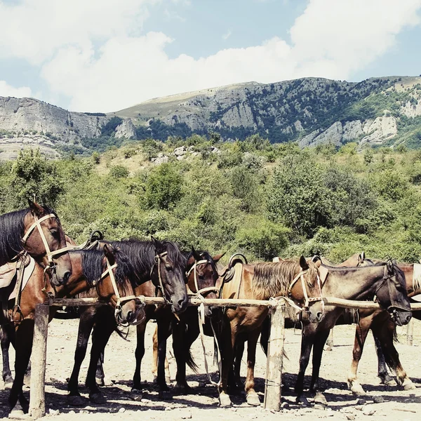 Caballos en establo — Foto de Stock