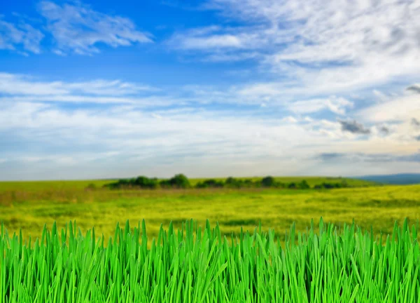 Grønne græs og blå himmel - Stock-foto