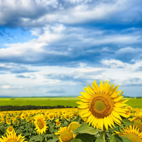 Zonnebloemen onder de blauwe hemel — Stockfoto
