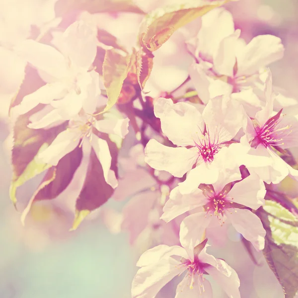 Sakura çiçek şube. Vintage retro tarzı — Stok fotoğraf